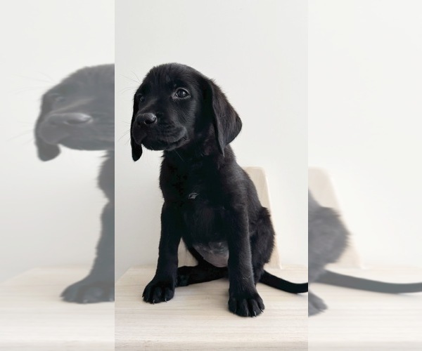 Medium Photo #3 Labrador Retriever Puppy For Sale in ENCINITAS, CA, USA