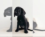 Small #2 Labrador Retriever