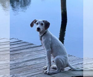 English Foxhound-Pointer Mix Dogs for adoption in Pensacola, FL, USA