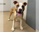 Small American Bulldog