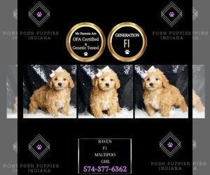 Maltipoo Puppy for sale in WARSAW, IN, USA
