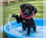 Small #5 Labrador Retriever Mix