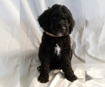 Small Photo #4 Poodle (Standard) Puppy For Sale in ODESSA, WA, USA