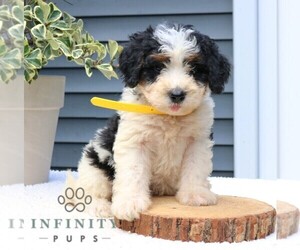 Bernedoodle (Miniature) Puppy for sale in NEW HOLLAND, PA, USA