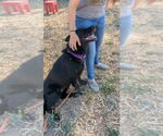 Small #10 Mutt