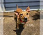Small Chihuahua Mix