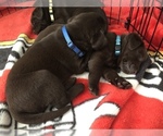 Small Photo #28 Labrador Retriever Puppy For Sale in CLEARWATER, FL, USA