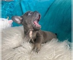 Small #8 French Bulldog