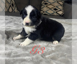 Small #1 Australian Shepherd