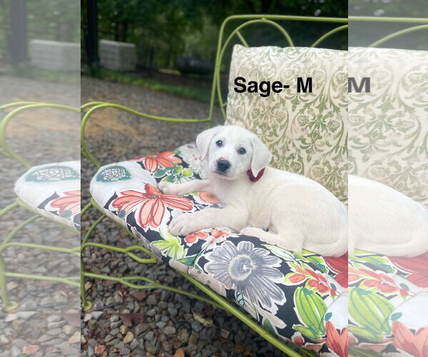 Medium Photo #1 Labrenees Puppy For Sale in Rockaway, NJ, USA