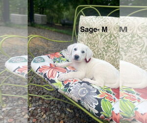 Labrenees Dogs for adoption in Rockaway, NJ, USA