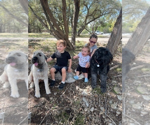 Medium Photo #6 Bouvier Des Flandres Puppy For Sale in BLANCO, TX, USA