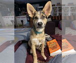 Small #2 Labrador Retriever Mix