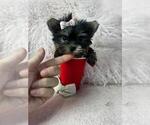 Small #35 Yorkshire Terrier