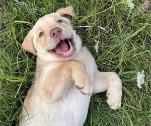 Labrador Retriever Litter for sale in BEAVERCREEK, OR, USA