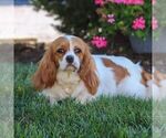 Small Photo #1 Cavapoo (Miniature) Puppy For Sale in PARADISE, PA, USA