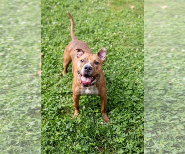 Medium Photo #11 American Pit Bull Terrier-Unknown Mix Puppy For Sale in Crete, IL, USA