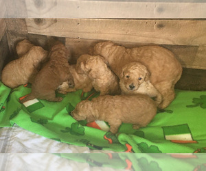 Labradoodle Puppy for Sale in PALOMINO VALLEY, Nevada USA