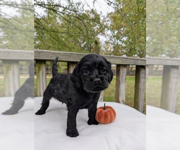 Medium Photo #4 Cock-A-Poo Puppy For Sale in SALEM, MO, USA