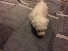 Small Photo #4 Bichon Frise Puppy For Sale in ALPHARETTA, GA, USA