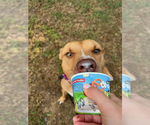 Medium Photo #1 American Pit Bull Terrier-Labrador Retriever Mix Puppy For Sale in Atlanta, GA, USA