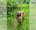 Small #8 Black Mouth Cur Mix