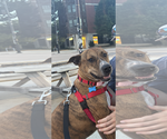 Small Photo #4 Labrador Retriever-Plott Hound Mix Puppy For Sale in Plainfield, IL, USA