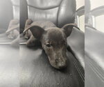 Small Labrador Retriever Mix