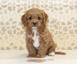 Cavapoo Puppy for sale in DENVER, PA, USA