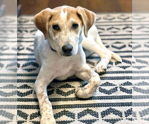 Catahoula Leopard Dog Dogs for adoption in GILBERTS, IL, USA