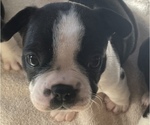 Small Photo #2 Boston Terrier Puppy For Sale in KNOXVILLE, TN, USA
