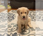 Small #10 Golden Retriever