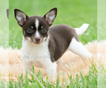 Small #3 Chihuahua