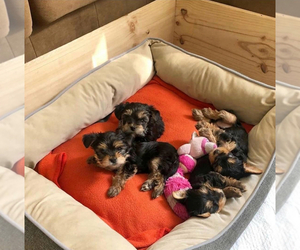 Yorkshire Terrier Puppy for sale in MACOMB, MI, USA