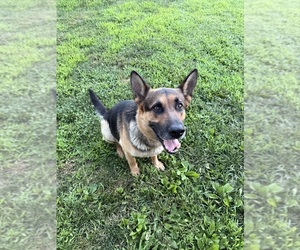 Mother of the German Shepherd Dog puppies born on 07/26/2026
