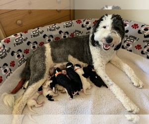 Mother of the Sheepadoodle puppies born on 04/25/2019