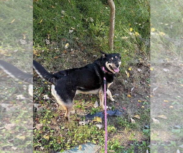 Medium Photo #3 Mutt Puppy For Sale in Springdale, PA, USA