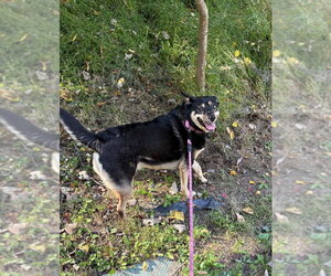 Hazel - Female Mutt Dog for Adoption - Photo #3