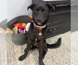 Siberian Husky-Unknown Mix Dogs for adoption in Dana Point, CA, USA