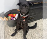 Draco - Male Siberian Husky-Unknown Mix Dog for Adoption - Small photo