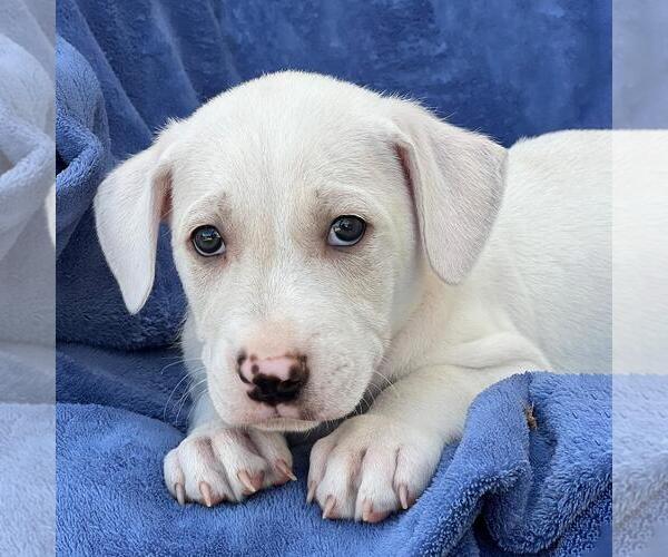 Medium Photo #1 Labrador Retriever-Unknown Mix Puppy For Sale in San Diego, CA, USA