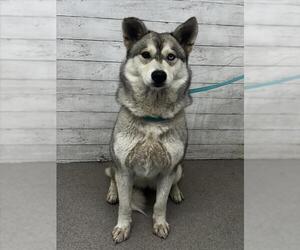 Medium Siberian Husky