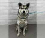 Small Siberian Husky