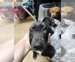 Medium Labrador Retriever Mix