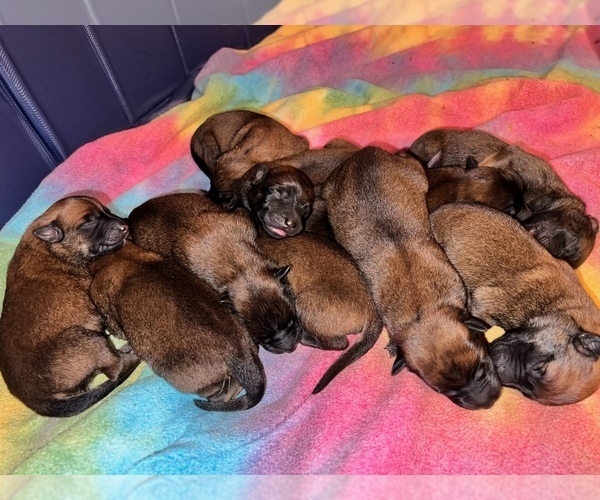Medium Photo #1 Belgian Malinois-Dutch Shepherd Dog Mix Puppy For Sale in BERRYVILLE, VA, USA