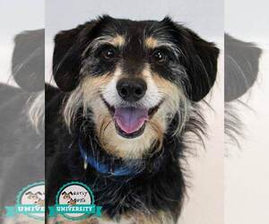 Dachshund-Unknown Mix Dogs for adoption in Kennesaw, GA, USA