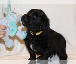 Small Photo #2 Golden Newfie Puppy For Sale in HOLLYWOOD, MD, USA
