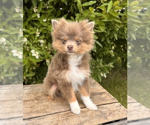 Medium Photo #1 Pomeranian Puppy For Sale in MIDDLEBURY, IN, USA