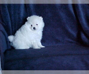 Pomeranian Puppy for sale in APPLE VALLEY, CA, USA