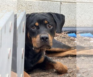 Rottweiler Dogs for adoption in Gilbert, AZ, USA